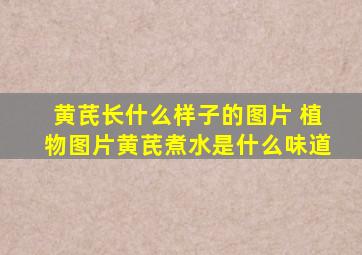 黄芪长什么样子的图片 植物图片黄芪煮水是什么味道